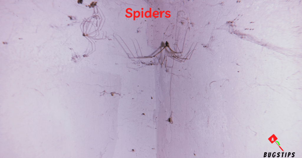 Spiders - Tiny Bugs in Bed