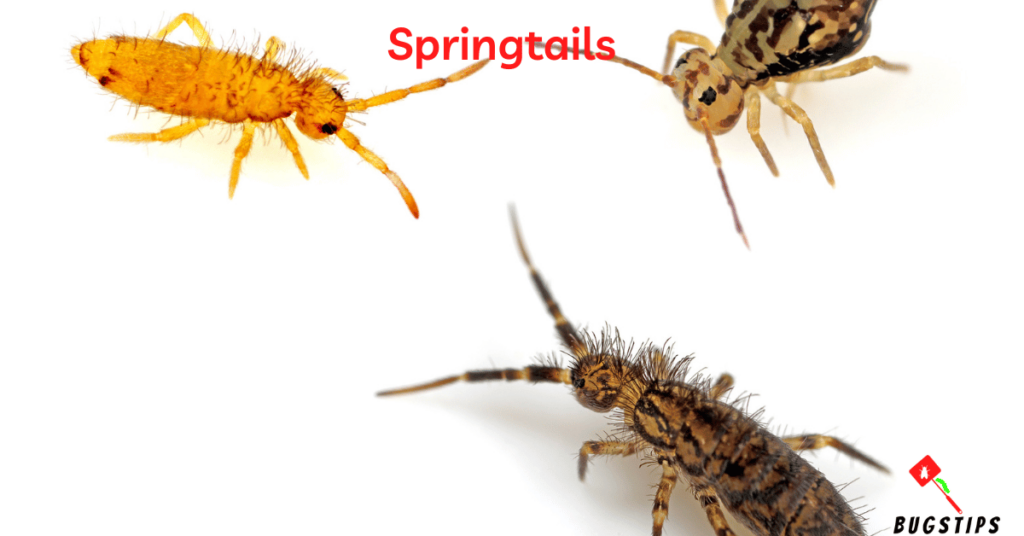 Springtails - Tiny Bugs in Bed
