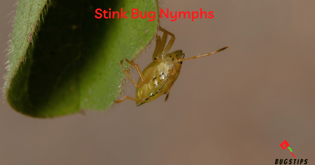 Stink Bug Nymphs - Tiny Bugs in Bed
