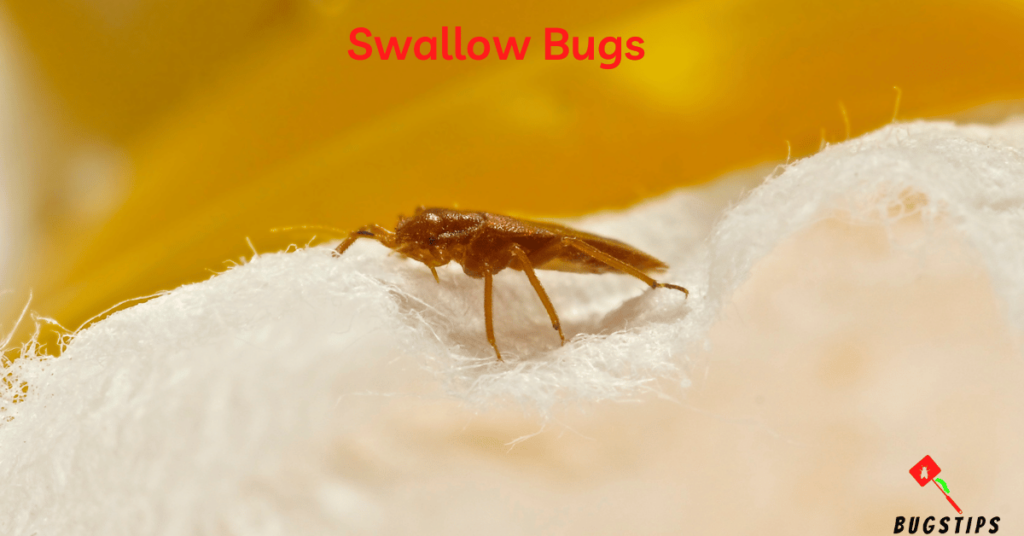 Swallow Bugs - Tiny Bugs in Bed