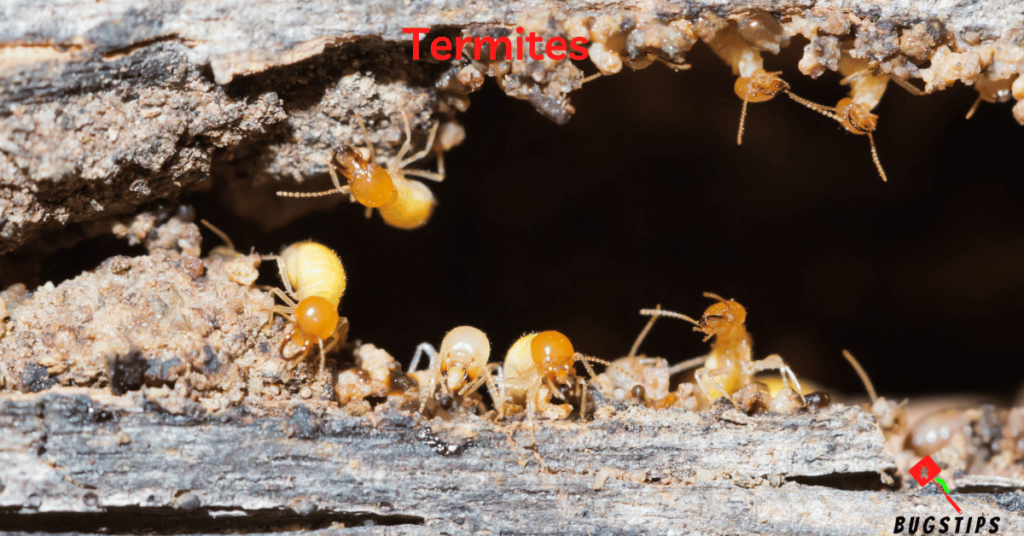 Termites - Tiny Bugs in Bed