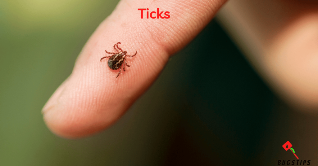 Ticks