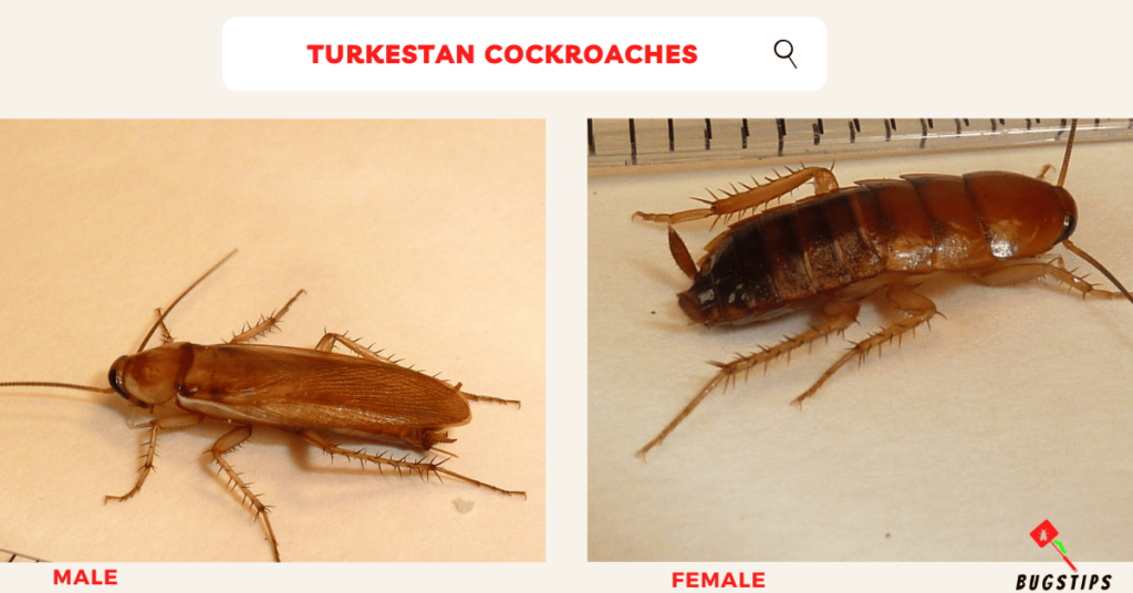 Turkestan Cockroaches