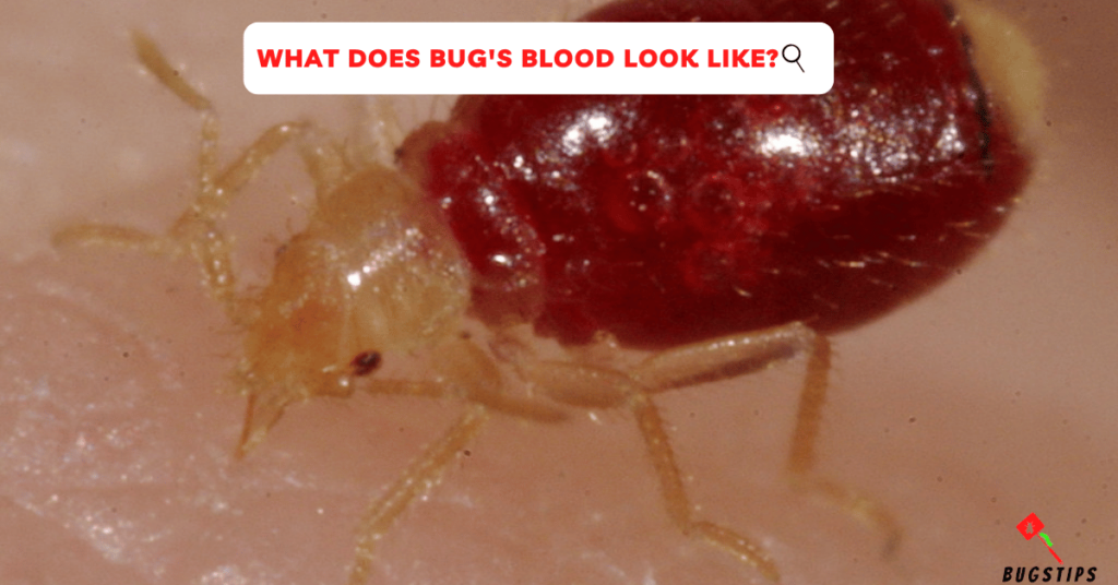 What Does Bug's Blood Look Like?