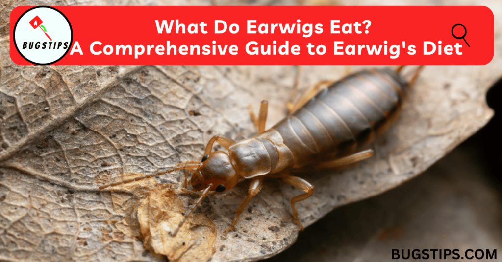What do earwigs eat