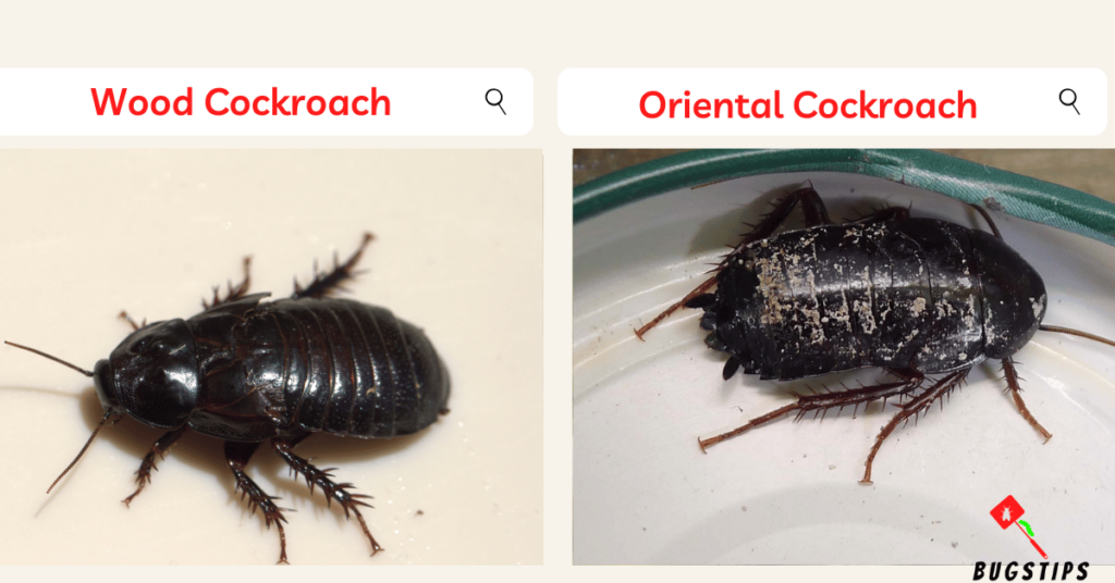 Wood Cockroach & Oriental Cockroach