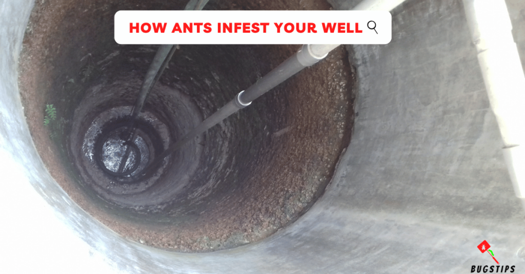 ants in well water