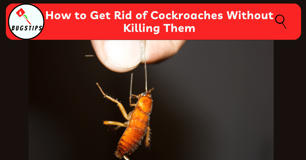 How to Get Rid of Cockroaches Without Killing Them