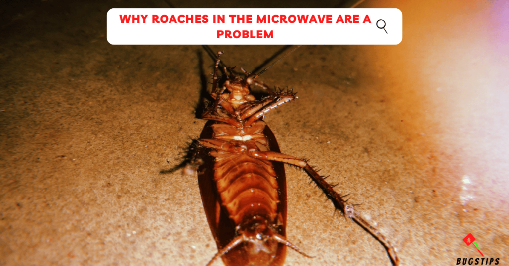 Roaches in themicrowave