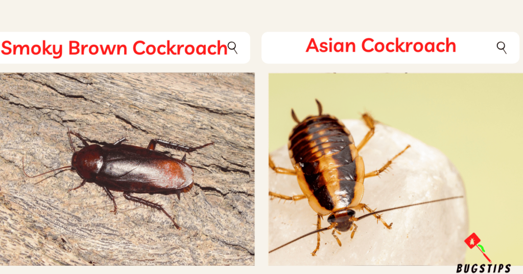 Smoky Brown Cockroach & Asian Cockroach