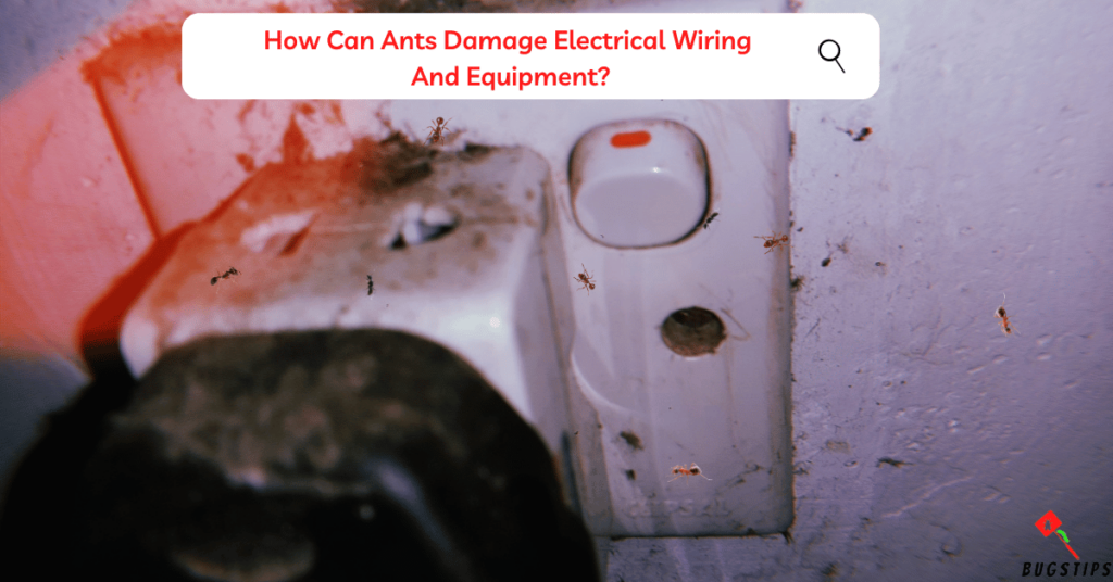 Ants in Electrical Outlets: How Can Ants Damage Electrical Wiring  And Equipment?