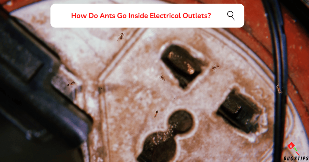 Ants in Electrical Outlets: How Do Ants Go Inside Electrical Outlets