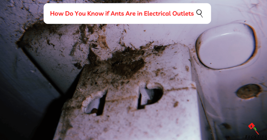 Ants in Electrical Outlets: How Do You Know if Ants Are in Electrical Outlets