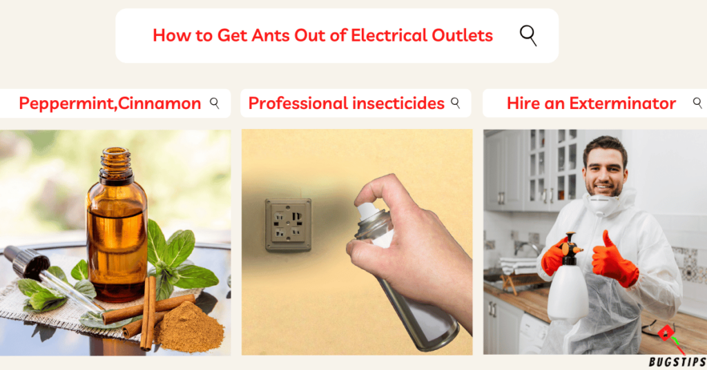 Ants in Electrical Outlets How to Get Ants Out of Electrical Outlets