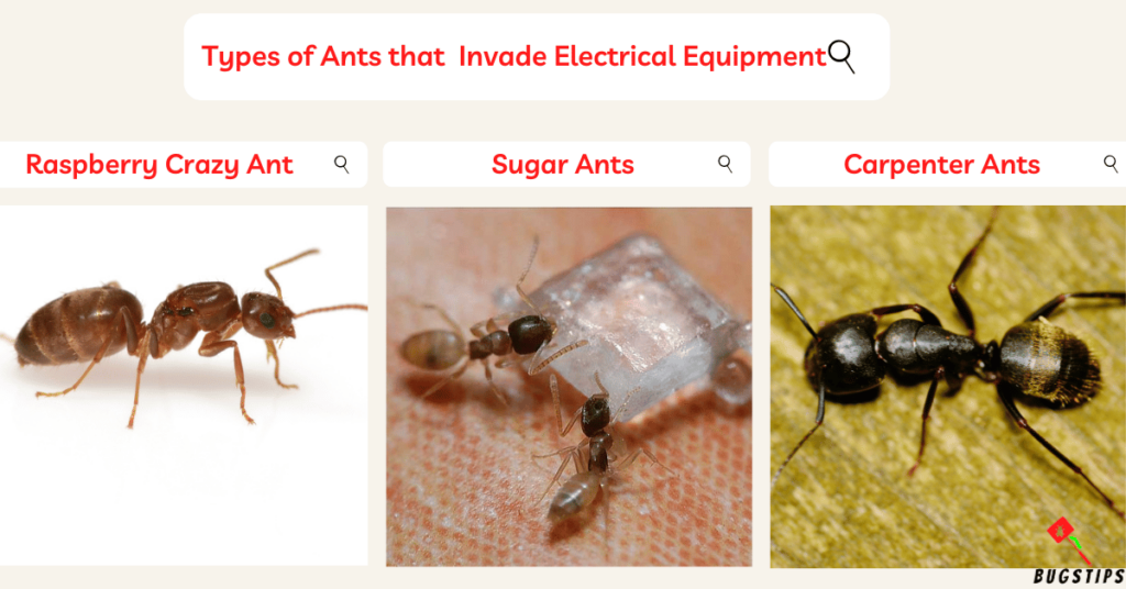 Ants in Electrical Outlets Types of Ants that Invade Electrical Equipment
