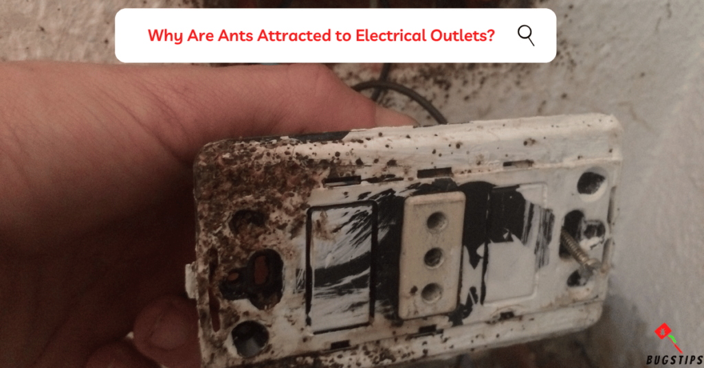 Ants in Electrical Outlets: Why Are Ants Attracted to Electrical Outlets?