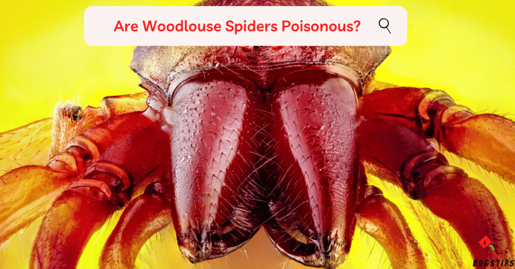 are woodlouse spiders poisonous