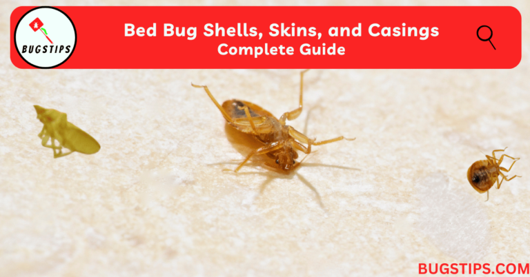 bed-bug-shells-skins-and-casings-complete-guide-bugstips