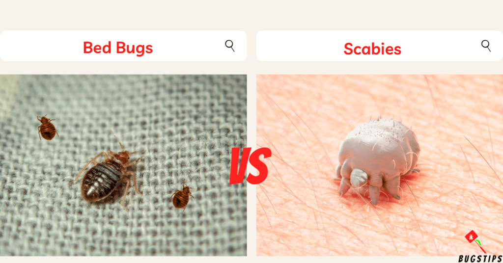 Bed Bugs vs Scabies - Differences