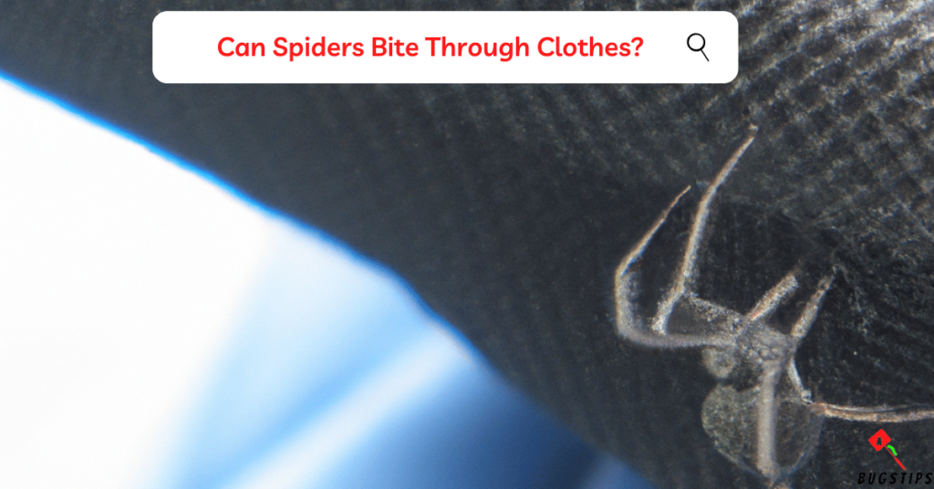 Can Spiders Bite Through Clothes?