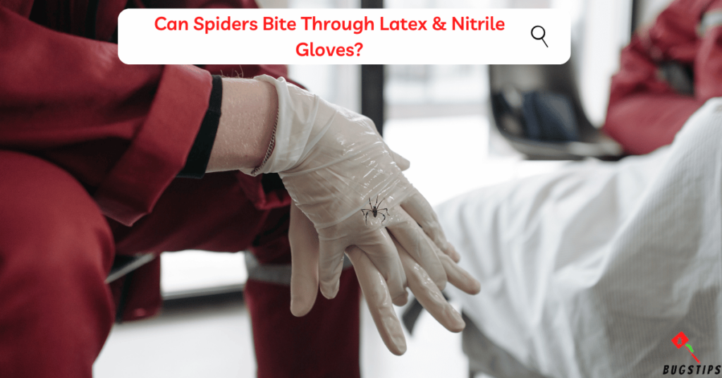 Can Spiders Bite Through Latex and Nitrile Gloves?