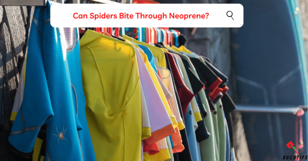 Can Spiders Bite Through Neoprene?