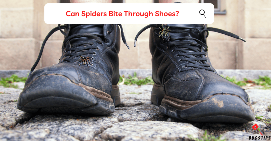 Can Spiders Bite Through Shoes?