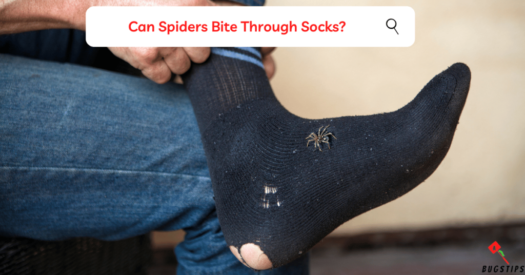 Can Spiders Bite Through Socks?