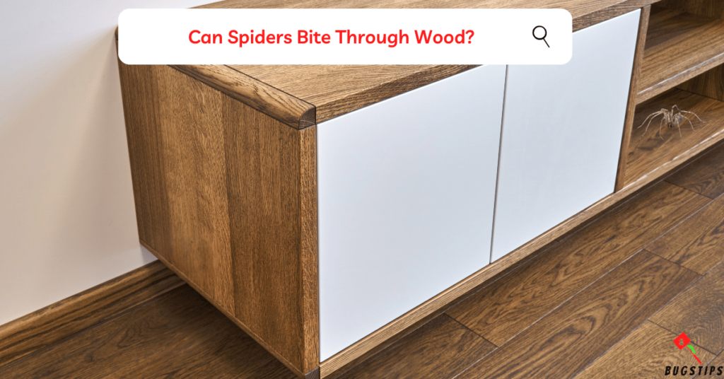 Can Spiders Bite Through Wood?