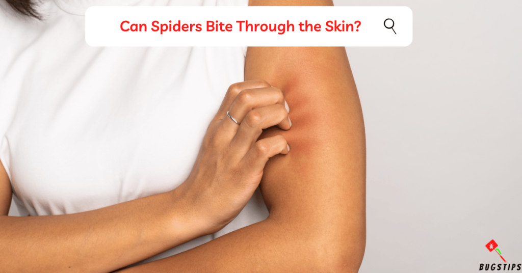Can spiders bite through clothes : Can Spiders Bite Through the Skin?