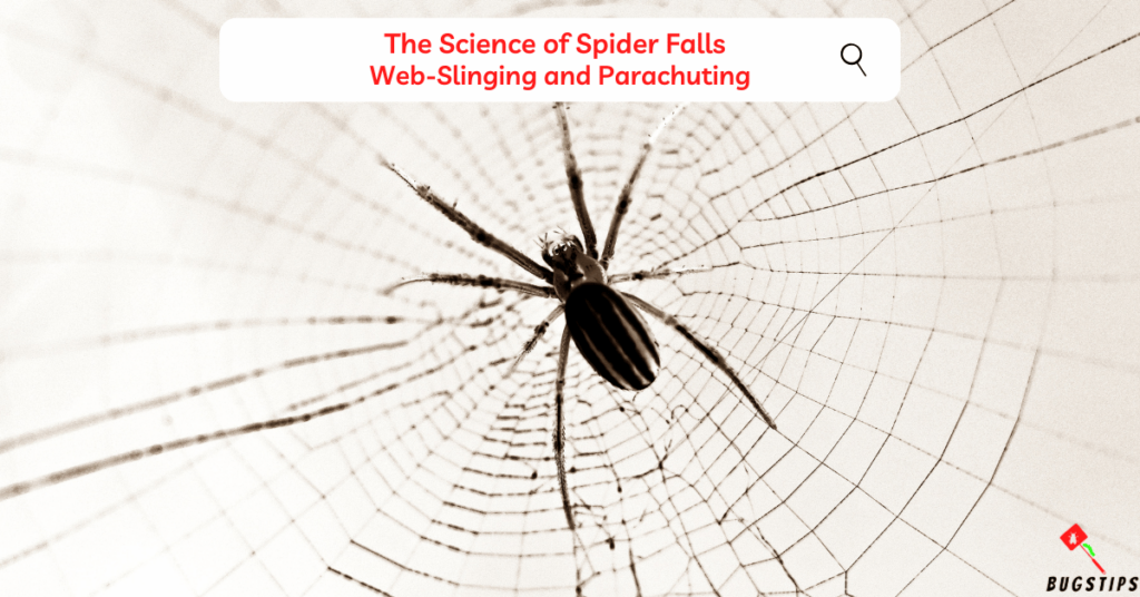 Can a Spider Die from Falling? The science of spider falls