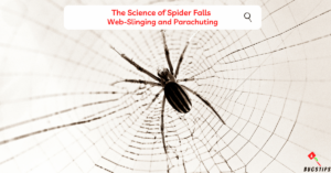 Spider Explodes When Falling Can a Spider Die from Falling? 9 Surprising Facts About Spiders Falling ...