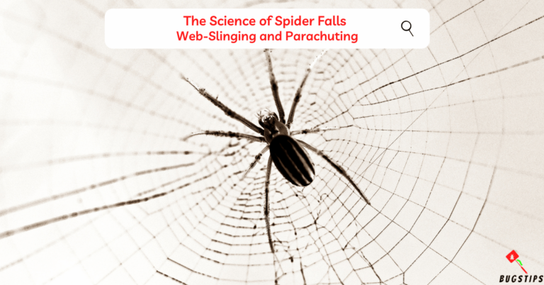 Spider Explodes When Falling Can a Spider Die from Falling? 9 Surprising Facts About Spiders Falling ...