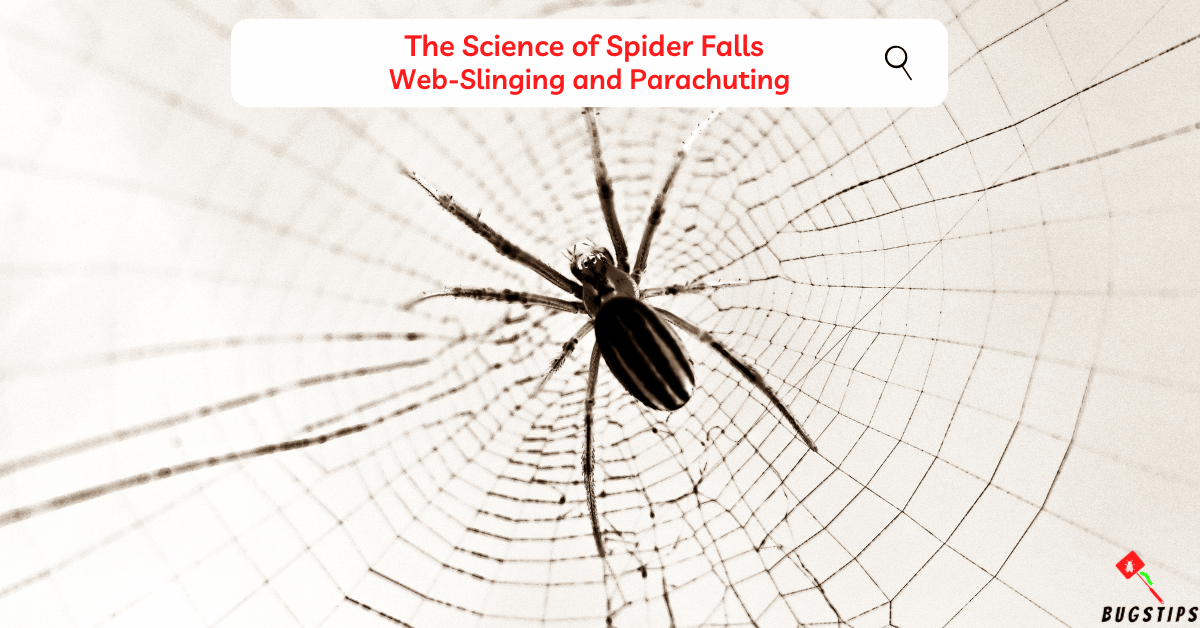 Can a Spider Die from Falling? 9 Surprising Facts About Spiders Falling