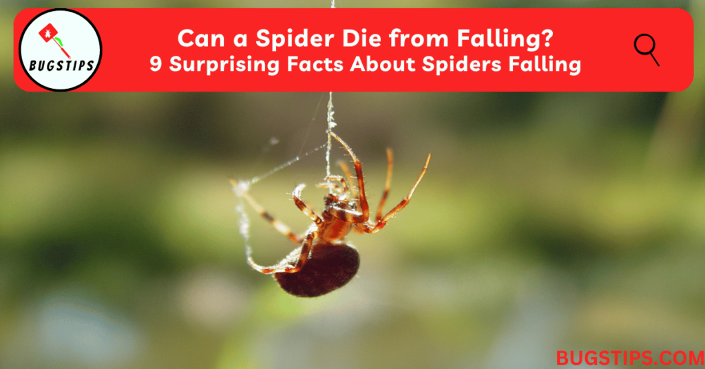 Can a Spider Die from Falling? 9 Surprising Facts About Spiders Falling