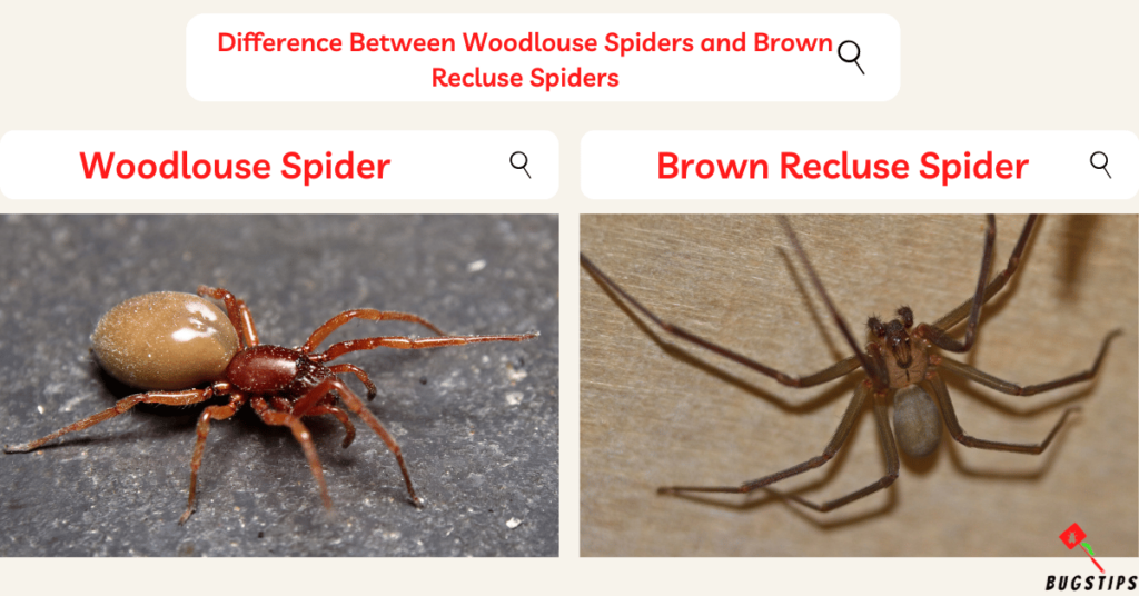 Difference Between Woodlouse Spiders and Brown Recluse Spiders