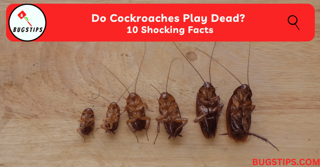 Do Cockroaches Play Dead?