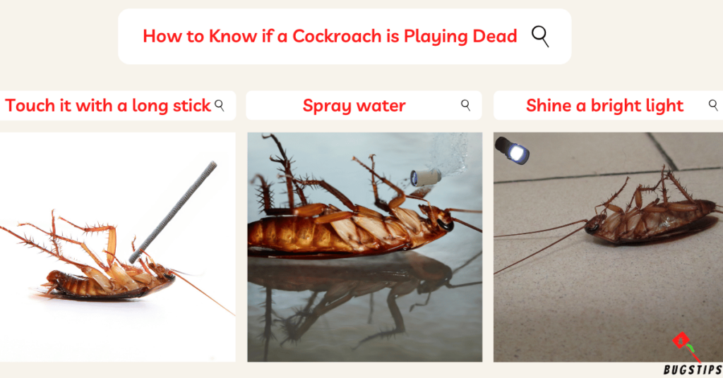 Do Cockroaches Play Dead ? How to Know if a Cockroach is Playing Dead