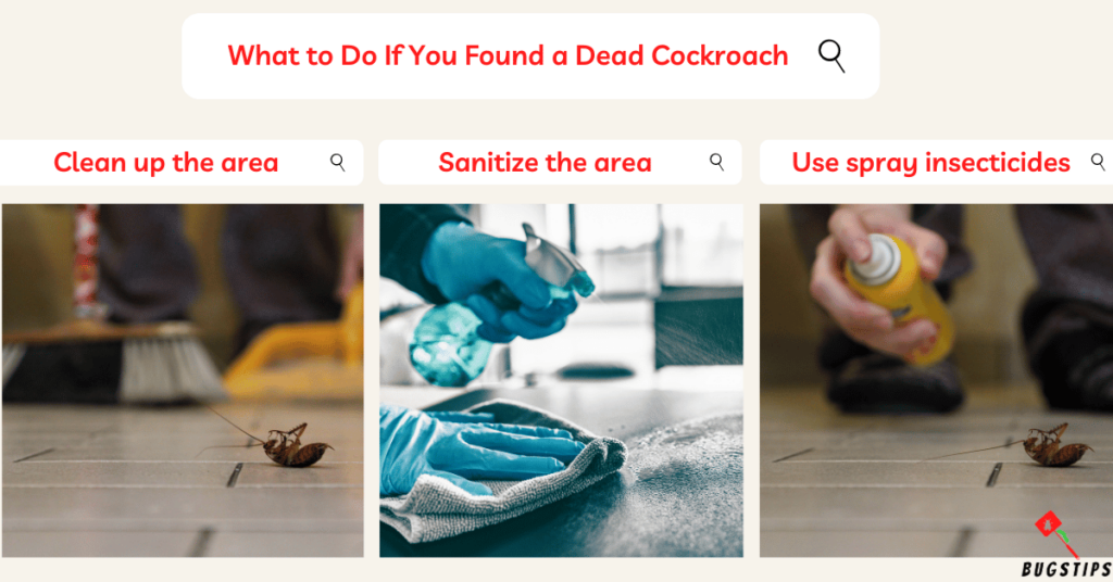 Do Cockroaches Play Dead?  What to Do If You Found a Dead Cockroach