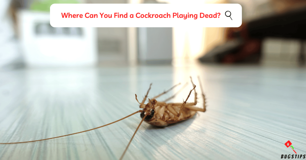 Do Cockroaches Play Dead?  Where Can You Find a Cockroach Playing Dead?