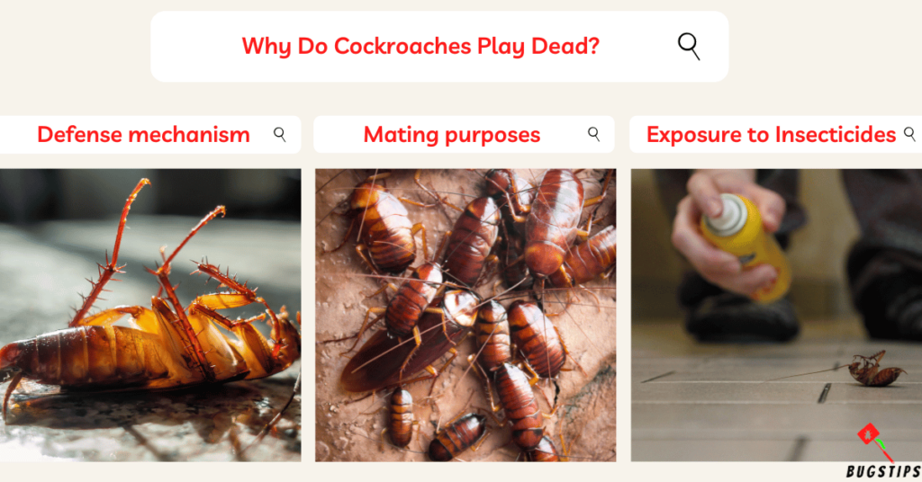 Do Cockroaches Play Dead? Why Do Cockroaches Play Dead?