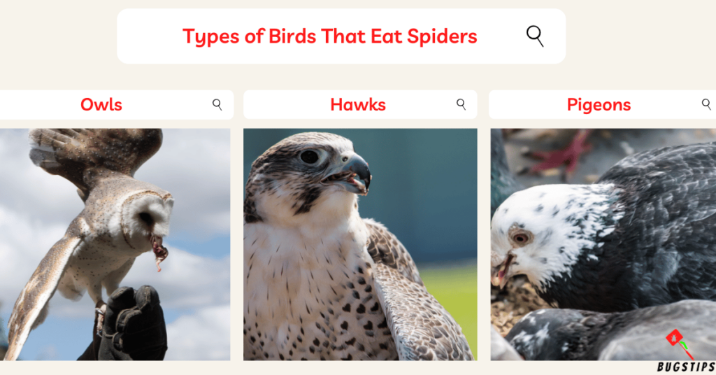 Do birds eat spiders: Types of Birds That Eat Spiders