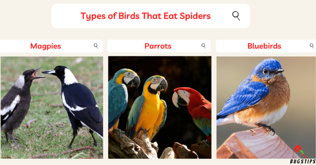 Do birds eat spiders: Types of Birds That Eat Spiders 
