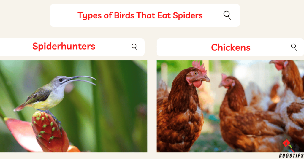 Do birds eat spiders? Types of Birds That Eat Spiders 