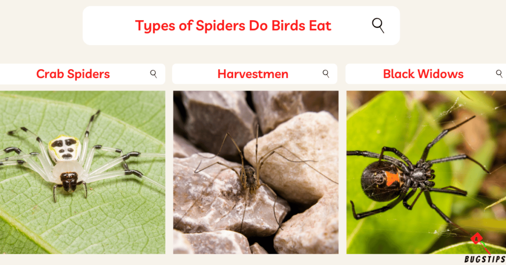 Do birds eat spiders: Types of spiders do birds eat