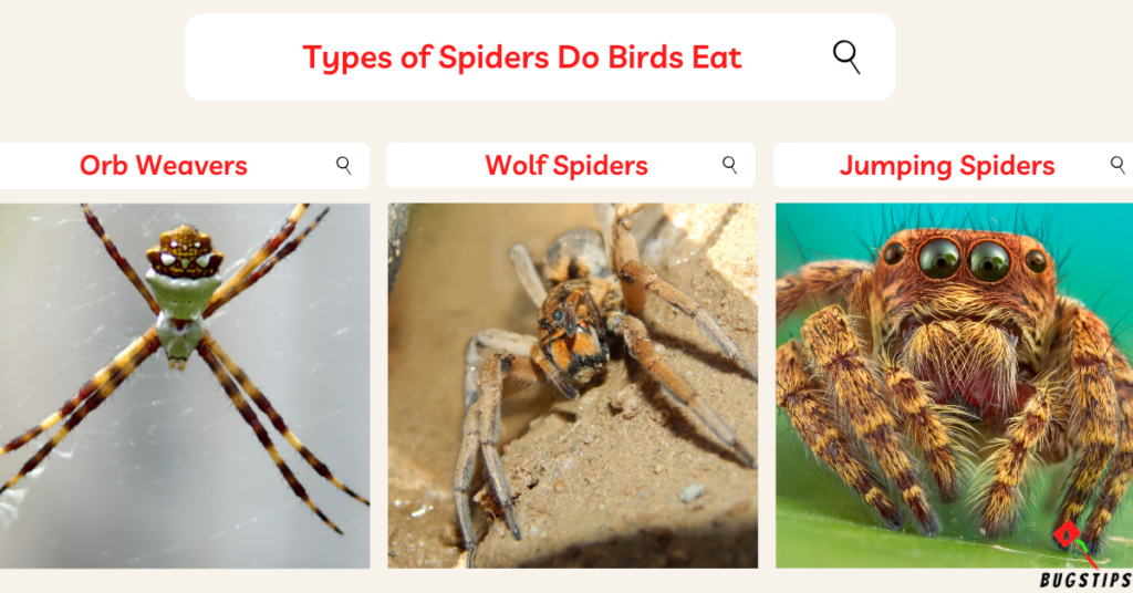 Do birds eat spiders: Types of spiders do birds eat