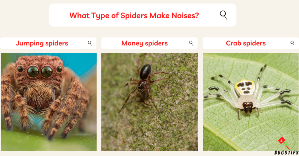 Do spiders make noise  What Type of Spiders Make Noises