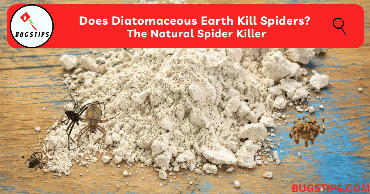 Does Diatomaceous Earth Kill Spiders?