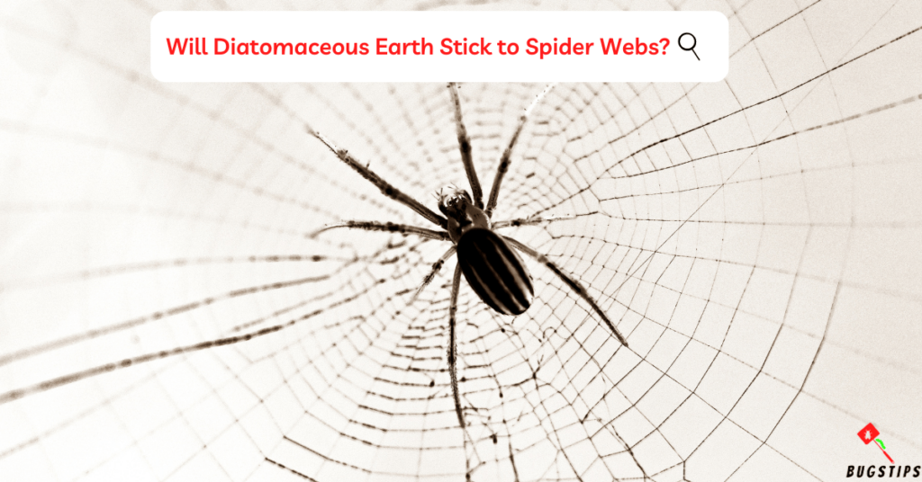 Does Diatomaceous Earth Kill Spiders? Will Diatomaceous Earth Stick to Spider Webs?