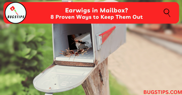 earwigs-in-mailbox-8-proven-ways-to-keep-them-out-bugstips